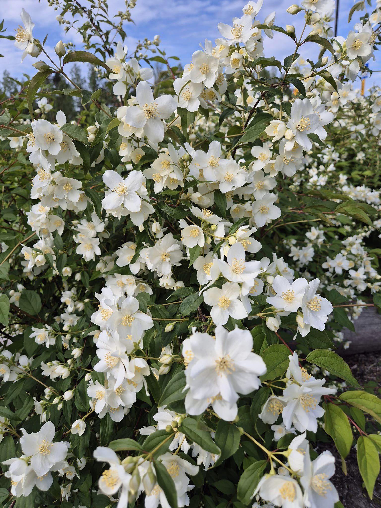 Philadelphus Flowers